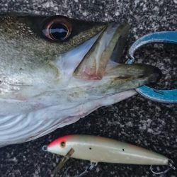 桜咲く春の湾奥キビレ&シーバス調査!