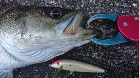 桜咲く春の湾奥キビレ&シーバス調査!