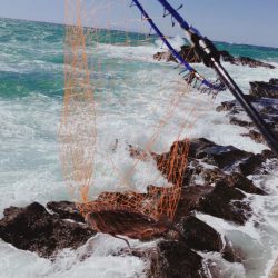 黒鯛　爆釣　海は大荒れ