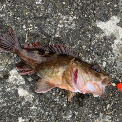 和歌浦でガシラ狙い