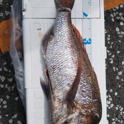ショアジギング で巨大な真鯛78センチ5.0キロ
