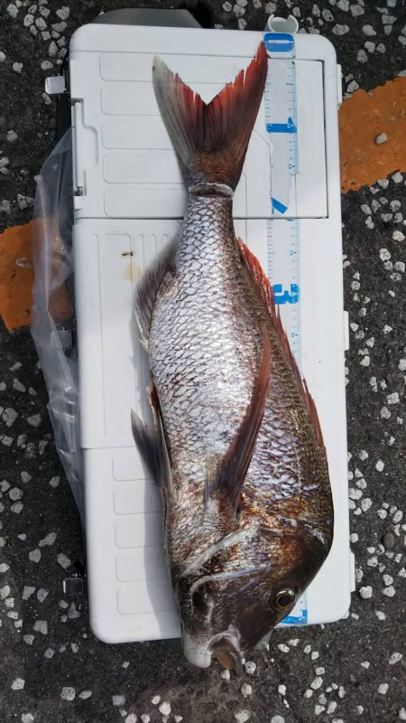 ショアジギング で巨大な真鯛78センチ5.0キロ