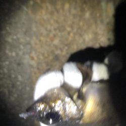 友達とメバリング