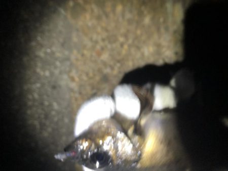 友達とメバリング