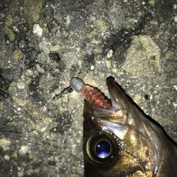 3月2日やっとキャッチ