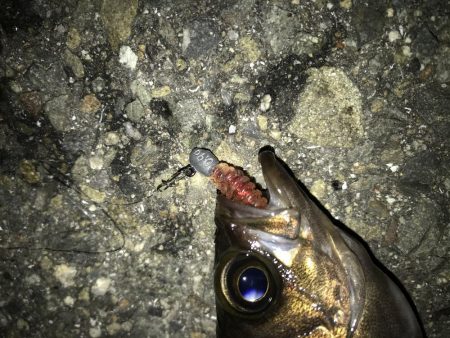 3月2日やっとキャッチ