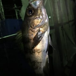 プラッキングメバル