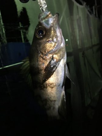 プラッキングメバル