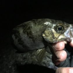 次こそ本気出す！！