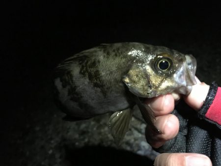 次こそ本気出す！！
