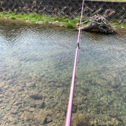 芥川マス釣り場