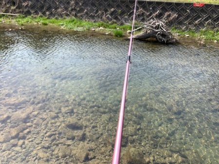 芥川マス釣り場