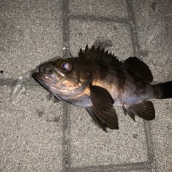 メバル　ツ抜け