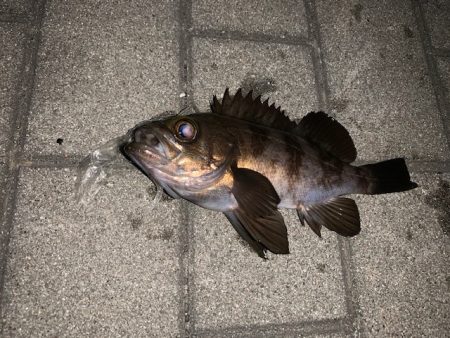 メバル　ツ抜け