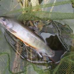 渓流釣り解禁後の初釣行