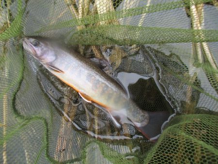 渓流釣り解禁後の初釣行