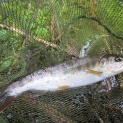 地元の渓谷にて、尺手前の岩魚