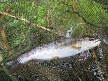 地元の渓谷にて、尺手前の岩魚