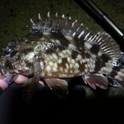 南港へち釣行 (2020/03/01 南港ヘチ釣り 真チヌ(48cm)ガシラ(21cm) 釣果有り)