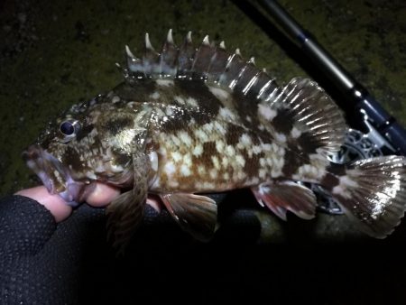 南港へち釣行 (2020/03/01 南港ヘチ釣り 真チヌ(48cm)ガシラ(21cm) 釣果有り)