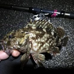 南港へち釣行 (2020/03/02 南港ヘチ釣り 真チヌ(43.5cm)ガシラ 釣果有り)