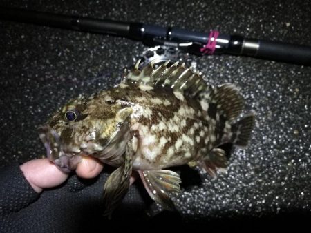 南港へち釣行 (2020/03/02 南港ヘチ釣り 真チヌ(43.5cm)ガシラ 釣果有り)