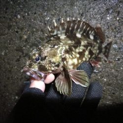 南港へち釣行 （2020/03/08 南港ヘチ釣り　真チヌ（46.5cm）ガシラ 釣果有り）