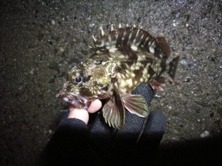 南港へち釣行 （2020/03/08 南港ヘチ釣り　真チヌ（46.5cm）ガシラ 釣果有り）