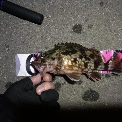 南港へち釣行 （2020/03/07 南港ヘチ釣り　キビレチヌ（44cm）ガシラ 釣果有り）