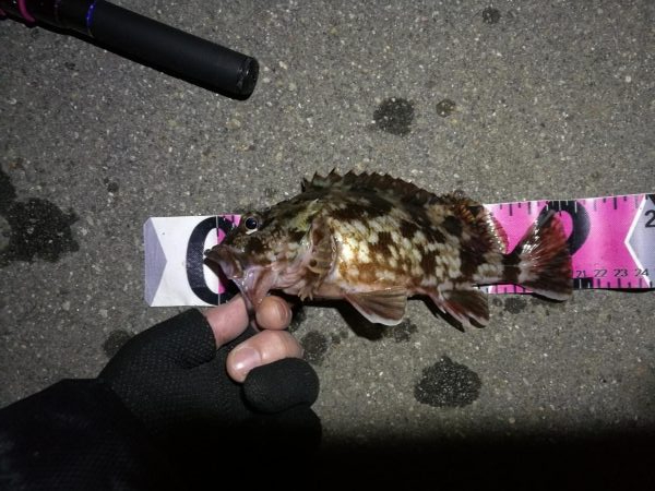 南港へち釣行 （2020/03/07 南港ヘチ釣り　キビレチヌ（44cm）ガシラ 釣果有り）