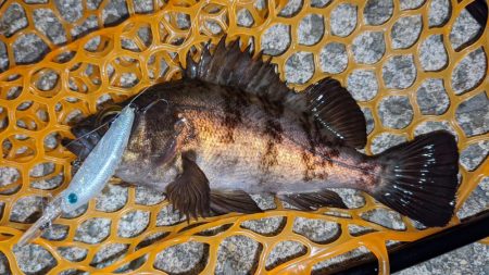 プラグでメバル