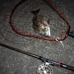 南港へち釣行 （2020/03/13 南港ヘチ釣り　キビレチヌ（45.5cm）真チヌ（30.5cm） 釣果有り）