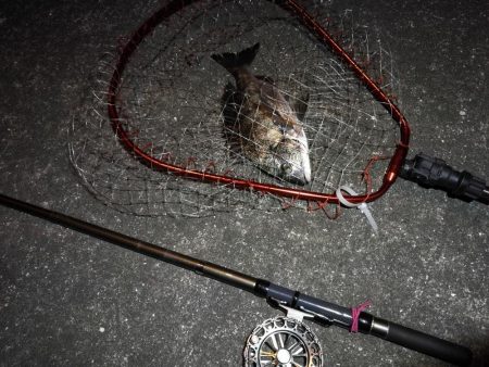 南港へち釣行 （2020/03/13 南港ヘチ釣り　キビレチヌ（45.5cm）真チヌ（30.5cm） 釣果有り）