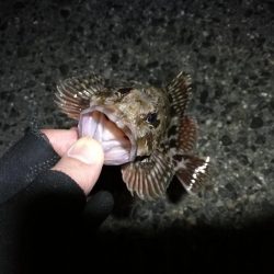 南港へち釣行 (2020/03/14 南港ヘチ釣り 真チヌ(43cm)タケノコメバル、ガシラ 釣果有り)