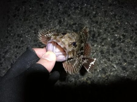 南港へち釣行 (2020/03/14 南港ヘチ釣り 真チヌ(43cm)タケノコメバル、ガシラ 釣果有り)