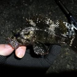 南港へち釣行 (2020/03/15 南港ヘチ釣り キビレチヌ(40cm)ガシラ 釣果有り)