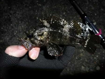 南港へち釣行 (2020/03/15 南港ヘチ釣り キビレチヌ(40cm)ガシラ 釣果有り)