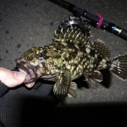 南港へち釣行 （2020/03/21 渋い南港ヘチ釣り　シーバス（37cm）ガシラ 釣果有り）