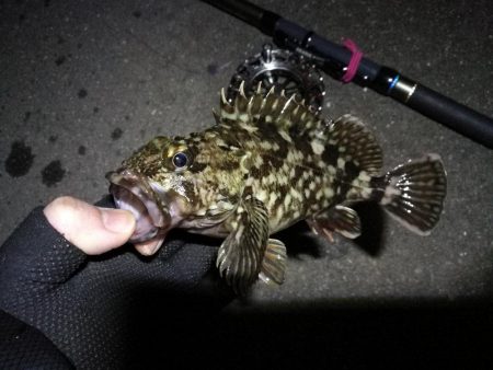 南港へち釣行 （2020/03/21 渋い南港ヘチ釣り　シーバス（37cm）ガシラ 釣果有り）