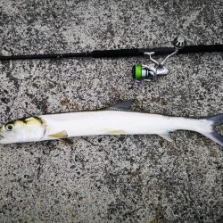 今朝もレディフィッシュ釣れました