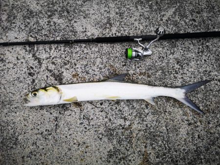 今朝もレディフィッシュ釣れました