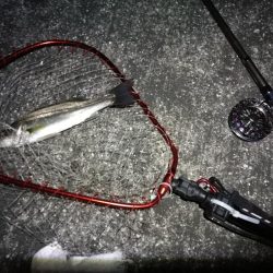 南港へち釣行 (2020/03/22 短時間の南港ヘチ釣り キビレチヌ(35.5cm)シーバス(34cm)釣果有り)