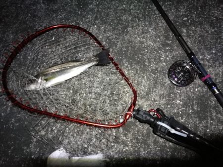 南港へち釣行 (2020/03/22 短時間の南港ヘチ釣り キビレチヌ(35.5cm)シーバス(34cm)釣果有り)