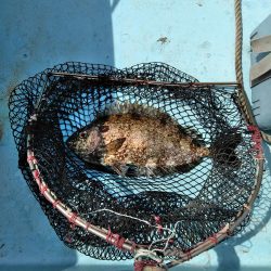 フカセが一番・・面白いです・・チヌ・・