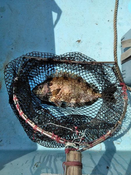 フカセが一番・・面白いです・・チヌ・・