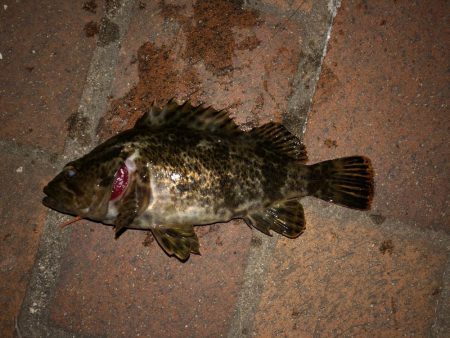 タケノコメバル好調