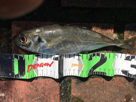 アジ15匹、尺アジ1匹