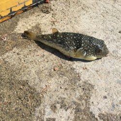 タイ1匹(20㎝)、フグ3匹