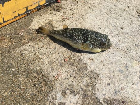 タイ1匹(20㎝)、フグ3匹