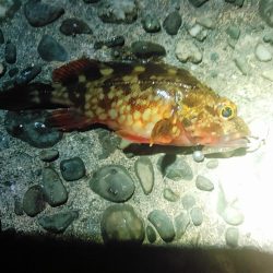 浜名湖　ライトゲーム